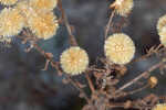 Coastal plain goldenaster